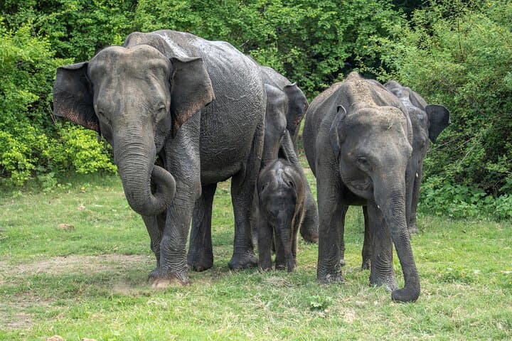 Minneriya National Park Safari — Evening Elephant Gathering from Sigiriya