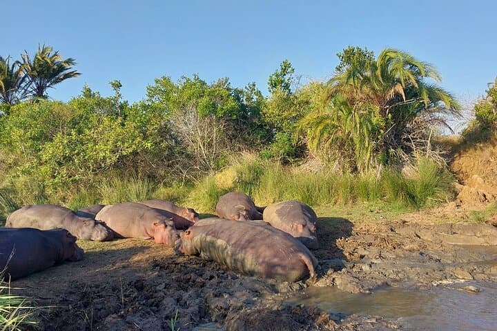Half-Day iSimangaliso Hippo & Croc Boat Safari from Richards Bay photo 5