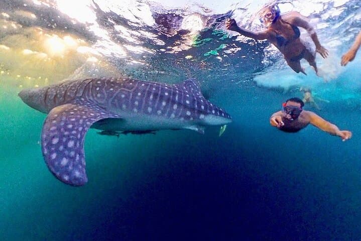 Full-Day Sumbawa Whale Shark Swim in Saleh Bay