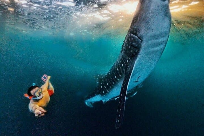 Full-Day Sumbawa Whale Shark Swim in Saleh Bay photo 2