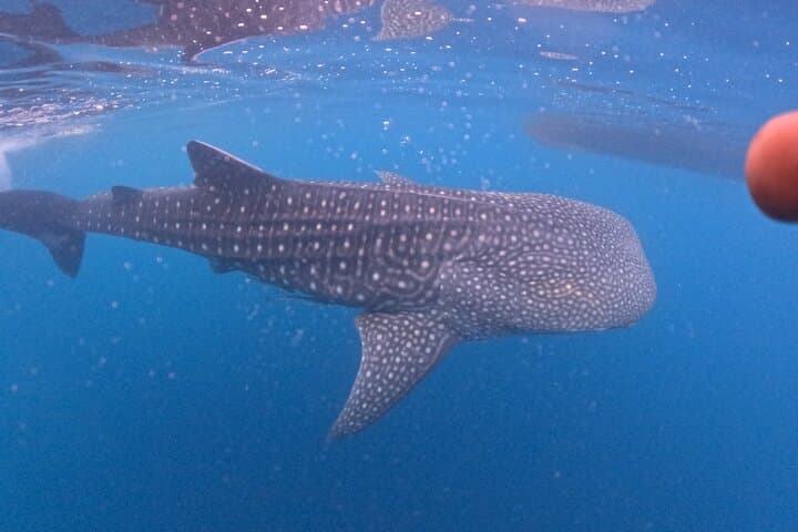 Full-Day Sumbawa Whale Shark Swim in Saleh Bay photo 3