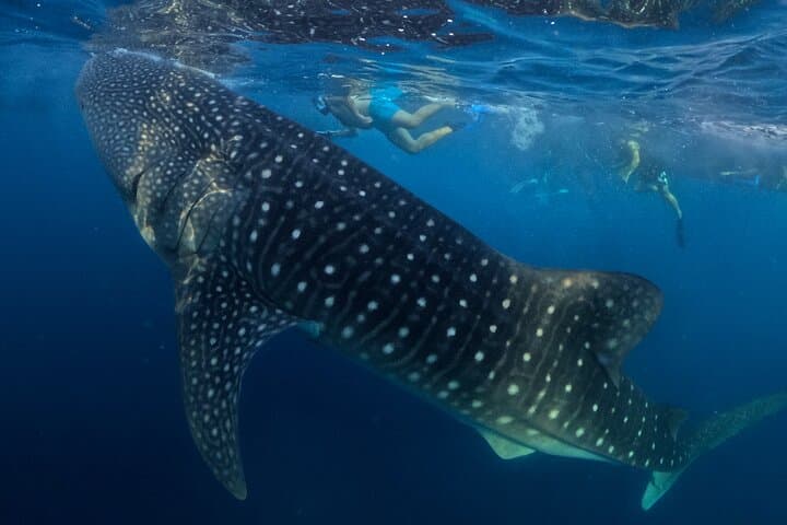 Full-Day Sumbawa Whale Shark Swim in Saleh Bay photo 4