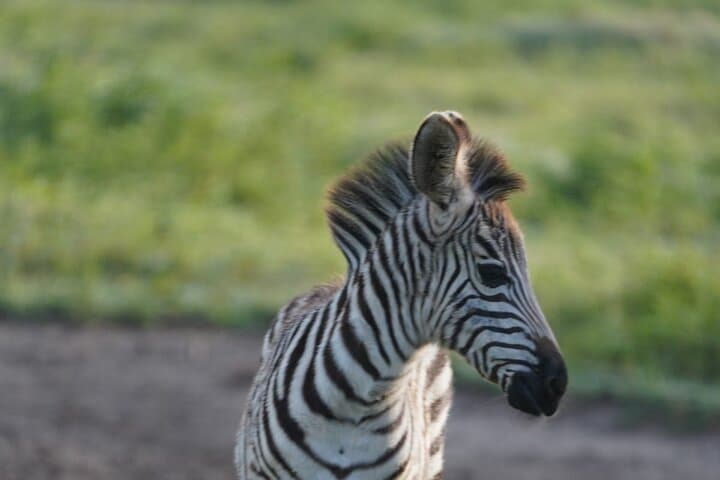 Early Morning Wildlife Safari at Nairobi National Park: A Front-Row Seat to Africa’s Big 5 photo 1