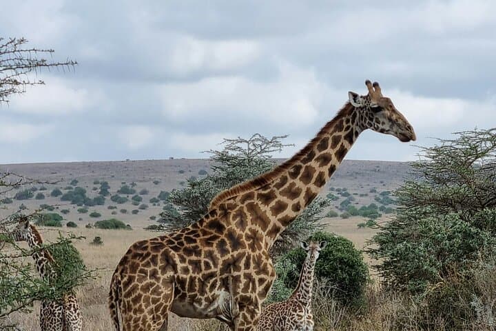 Early Morning Wildlife Safari at Nairobi National Park: A Front-Row Seat to Africa’s Big 5 photo 2