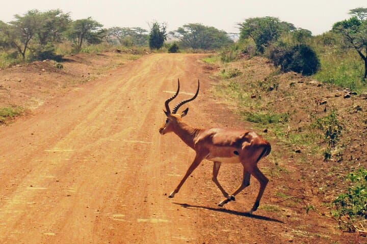 Early Morning Wildlife Safari at Nairobi National Park: A Front-Row Seat to Africa’s Big 5 photo 4