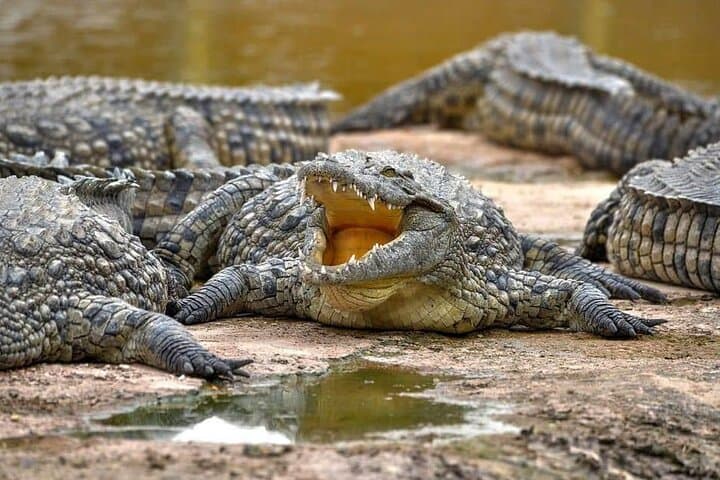 Crocoparc Trip from Agadir: See Nile Crocodiles and Botanical Gardens