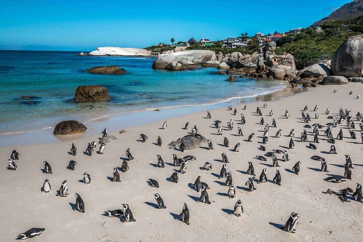 Boulders Beach Penguin Watching: Half‑Day Seaboard Drive & Penguin Swim near Cape Town photo 2