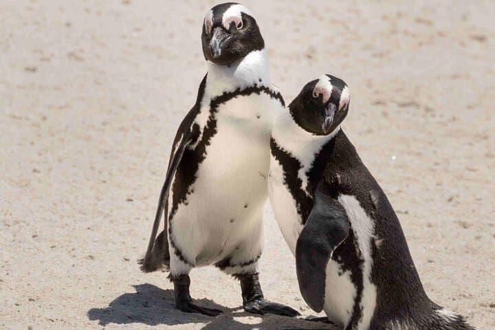 Boulders Beach Penguin Watching: Half‑Day Seaboard Drive & Penguin Swim near Cape Town