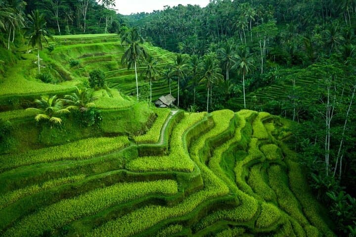 Private Ubud Art Village Tour: Batuan, Monkey Forest & Sumampan Waterfall Day Trip photo 4
