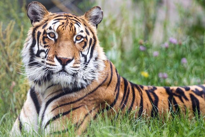 Golden Triangle and Ranthambore: 5-Day Delhi-Agra-Jaipur Wildlife & Culture Circuit photo 3