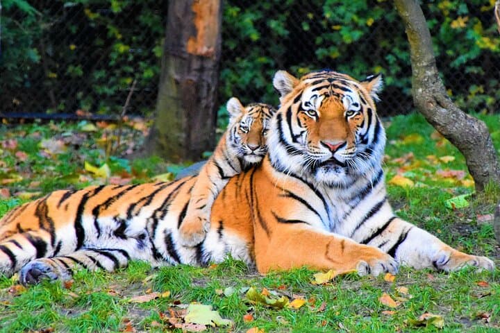 Golden Triangle and Ranthambore: 5-Day Delhi-Agra-Jaipur Wildlife & Culture Circuit photo 1