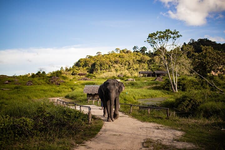 Elephant Nature Experience and Thai-Culture Workshop at Bukit Elephant Park, Phuket photo 3