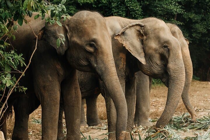 Elephant Nature Experience and Thai-Culture Workshop at Bukit Elephant Park, Phuket photo 6