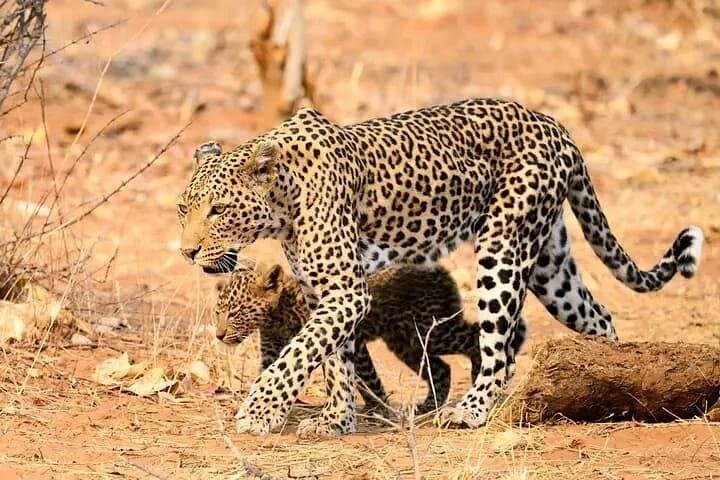 Chobe Full-Day Safari: Boat Cruise & Game Drive from Kasane photo 5