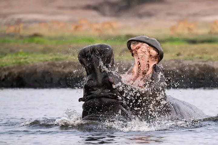 Chobe Full-Day Safari: Boat Cruise & Game Drive from Kasane photo 6