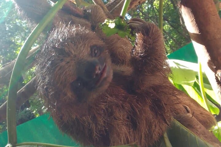 Sloths and Monkeys Roatán: Private Island Wildlife Tour & West Bay Beach Break photo 3
