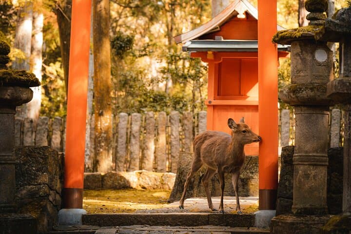 Osaka, Nara & Kyoto Day Trip with Private English-Speaking Driver photo 2
