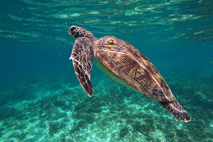 Snorkeling Daymaniyat Islands: Muscat's Turtles, Coral Gardens & Morning Boat Trip photo 4