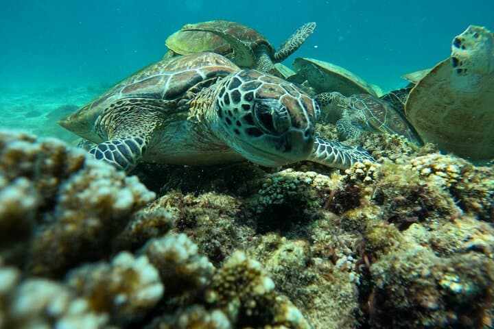Snorkeling Daymaniyat Islands: Muscat's Turtles, Coral Gardens & Morning Boat Trip photo 5