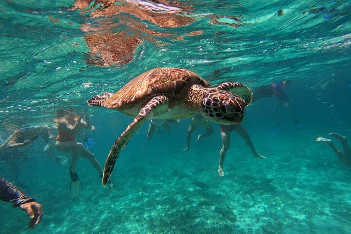 Snorkeling Daymaniyat Islands: Muscat's Turtles, Coral Gardens & Morning Boat Trip photo 6