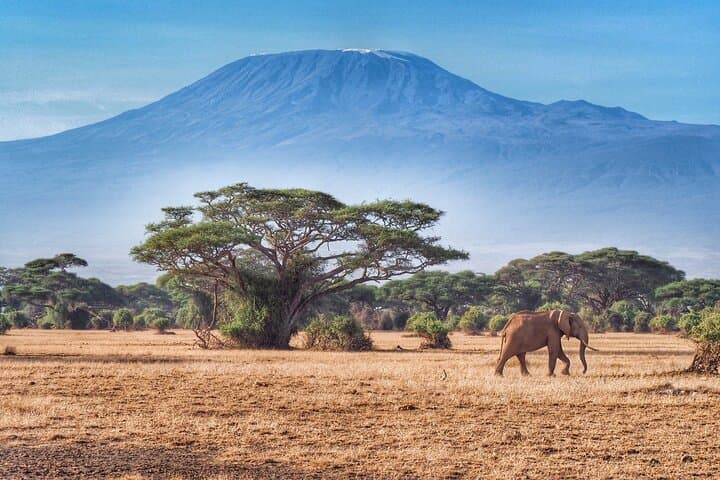 5-Day Wildlife Safari in Amboseli and Tsavo West National Parks: A Practical Guide photo 5