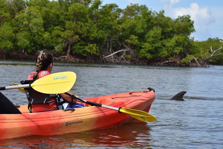 Mangrove Tunnels Kayak Tour Marco Island: Wildlife, History & Practical Guide photo 3
