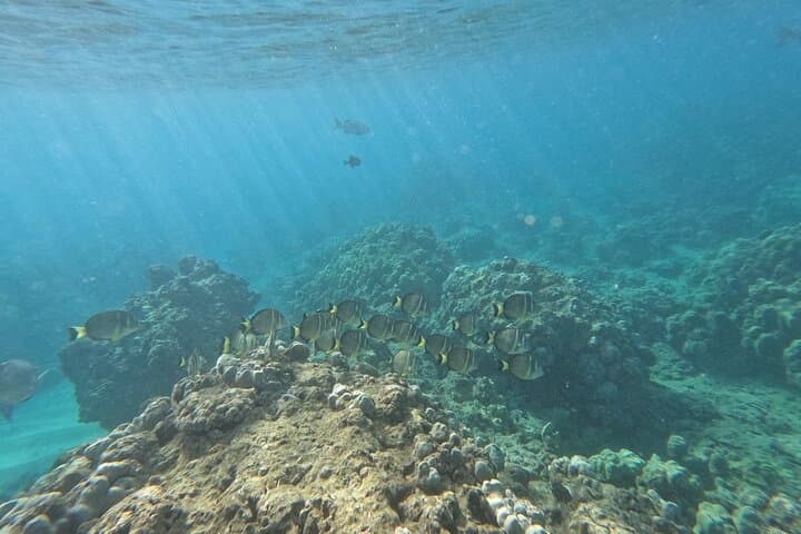 Hanauma Bay Guided Snorkel from Waikiki — Morning & Afternoon Tours photo 2