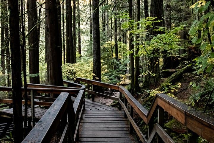Private North Shore Rainforest & Suspension Bridge Hike — Vancouver photo 6