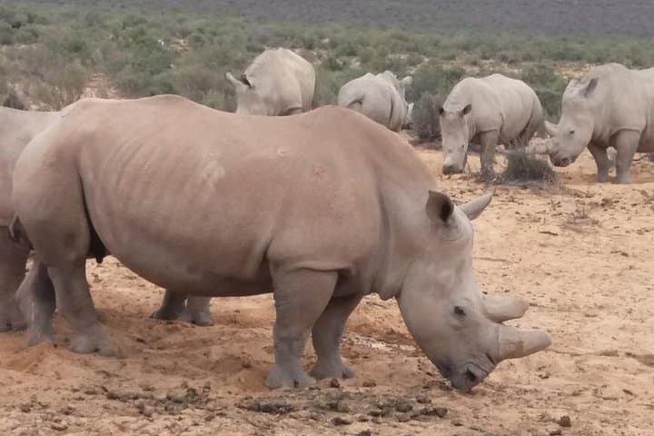 Aquila Big Five Safari and Fairview Wine Tasting — Private Day Tour from Cape Town photo 3