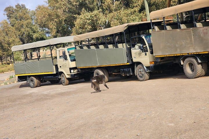 Aquila Big Five Safari and Fairview Wine Tasting — Private Day Tour from Cape Town photo 4
