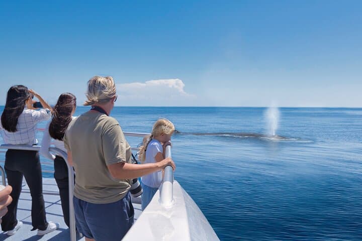 Tikapa Moana: Whales, Dolphins & Islands Cruise from Auckland