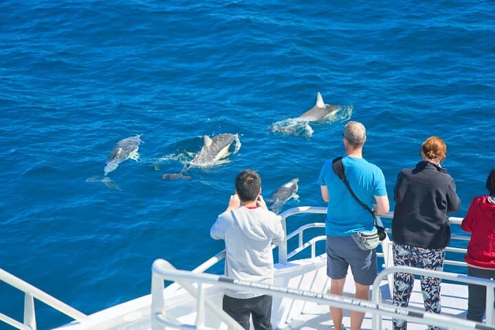Tikapa Moana: Whales, Dolphins & Islands Cruise from Auckland photo 6