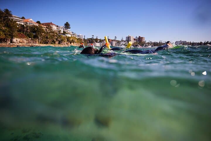 Manly Snorkel at Cabbage Tree Bay: Small-Group Guided Snorkeling & Headland Walk photo 2