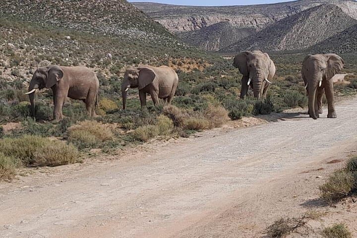 Aquila Big Five Safari and Fairview Wine Tasting — Private Day Tour from Cape Town photo 1