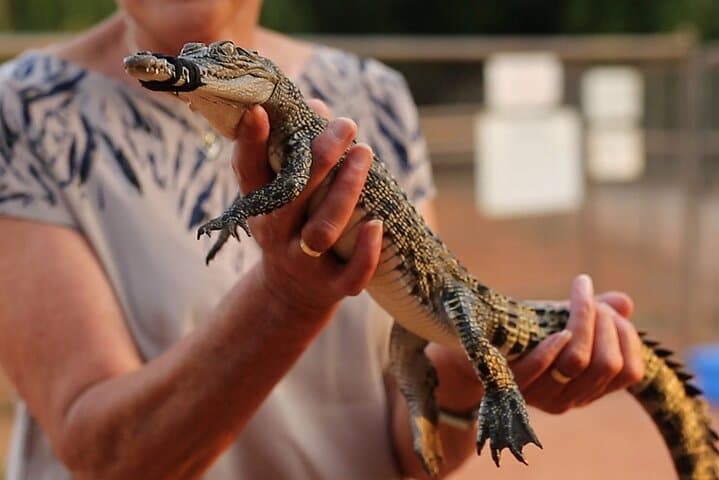Malcolm Douglas Crocodile Park Tour Broome — Guided Crocodile Feeding & Wildlife Experience photo 3