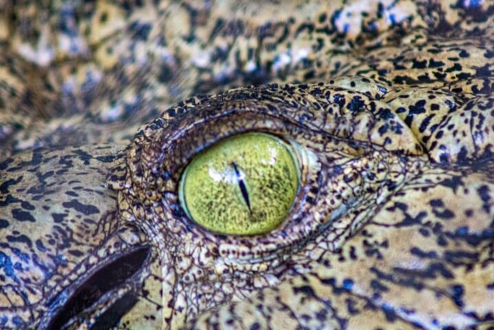 Malcolm Douglas Crocodile Park Tour Broome — Guided Crocodile Feeding & Wildlife Experience photo 5