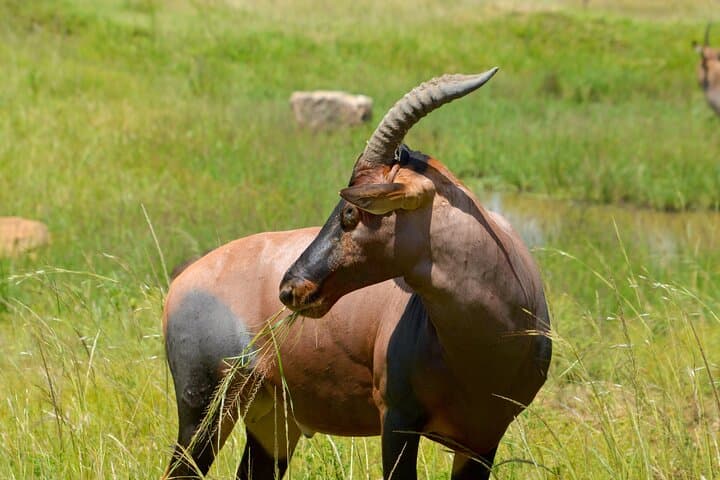 5-Day Masai Mara Safari and Diani Beach Escape: Wildlife, Culture & Coastal Relaxation photo 5