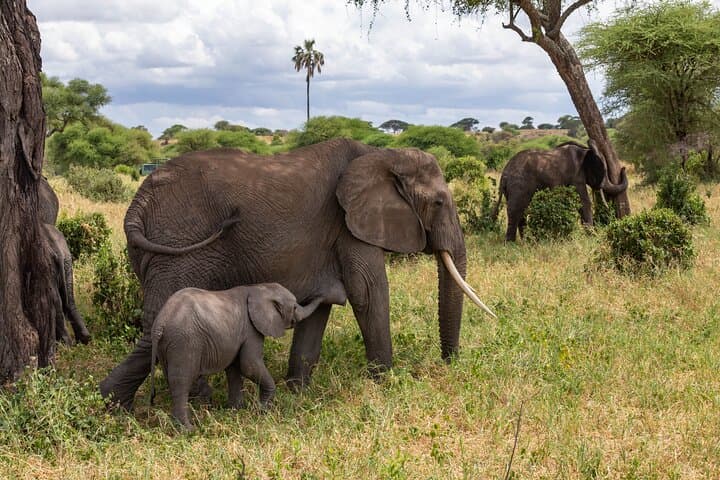 2-Day Tanzania Safari: Tarangire & Ngorongoro Crater Wildlife Highlights photo 1
