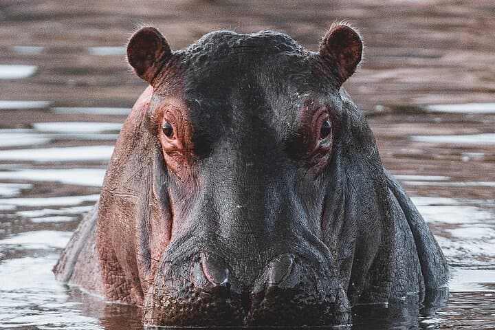 2-Day Tanzania Safari: Tarangire & Ngorongoro Crater Wildlife Highlights photo 2