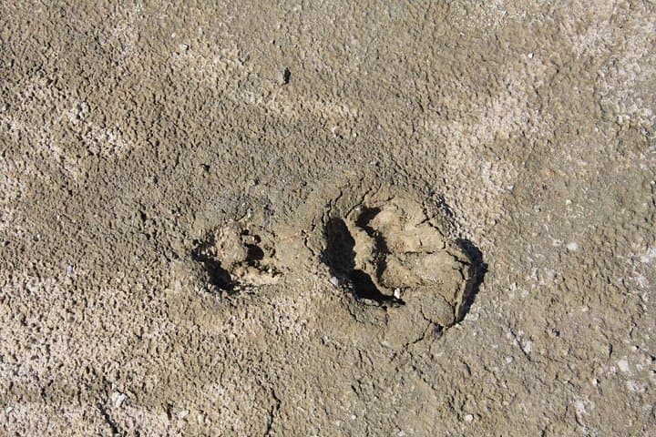 4-Day Boteti, Okavango Delta & Makgadikgadi Pans Safari — Mokoro, Baobabs & Wildlife photo 6
