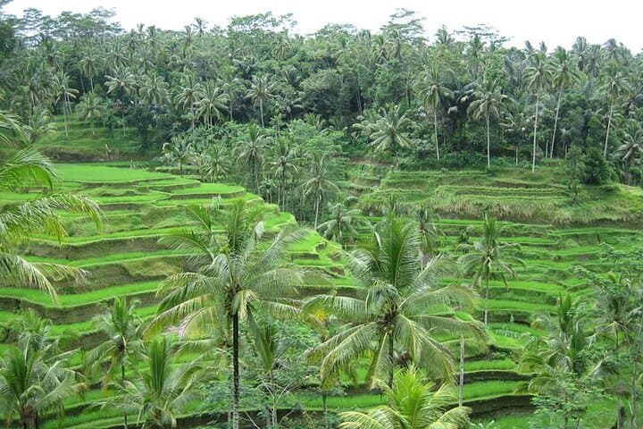 Half-Day Ubud Waterfall & Tegalalang Rice Terrace Tour photo 4