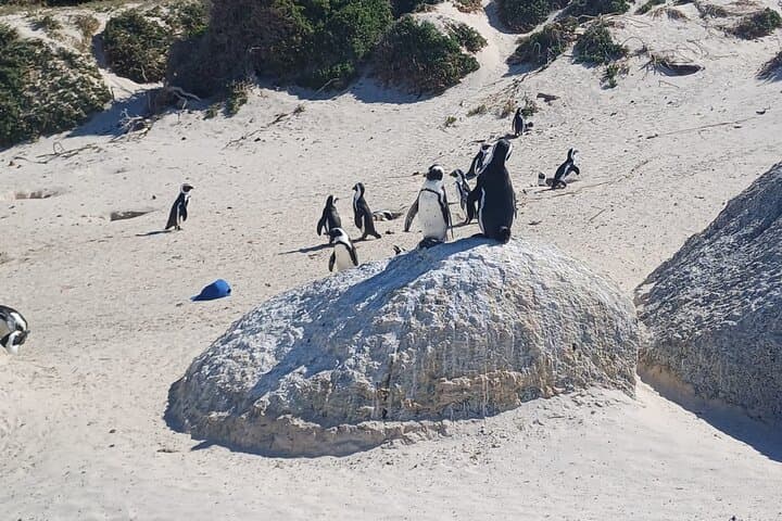 Full-Day Cape of Good Hope Tour: Penguins, Seals & the Cape Riviera photo 3