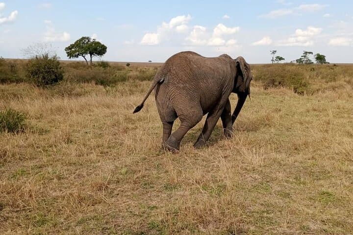 Beyond the Rim: 5-Day Camping Safari to Ngorongoro, Tarangire & Lake Manyara photo 5