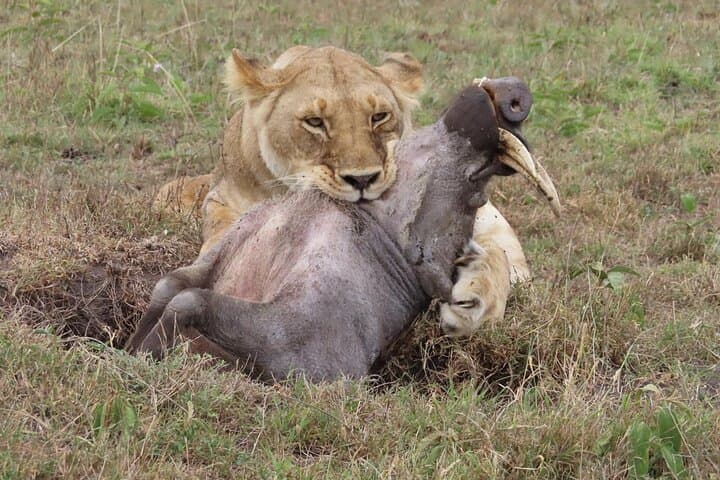 Beyond the Rim: 5-Day Camping Safari to Ngorongoro, Tarangire & Lake Manyara