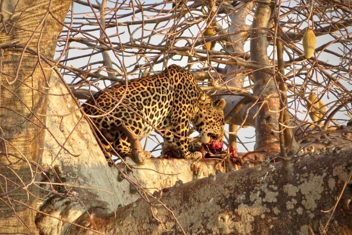 Full-Day Tarangire Safari from Arusha: Elephants, Baobabs & River Wildlife photo 5