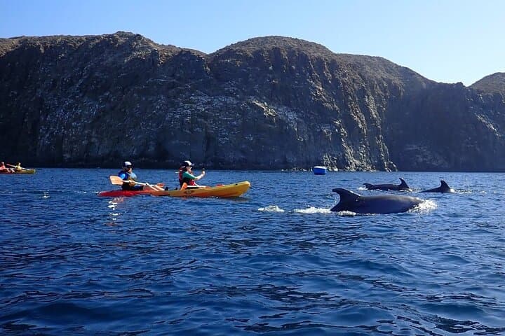 Tenerife Kayak & Snorkel Safari — Paddle to Pal Mar Cave and Spot Dolphins