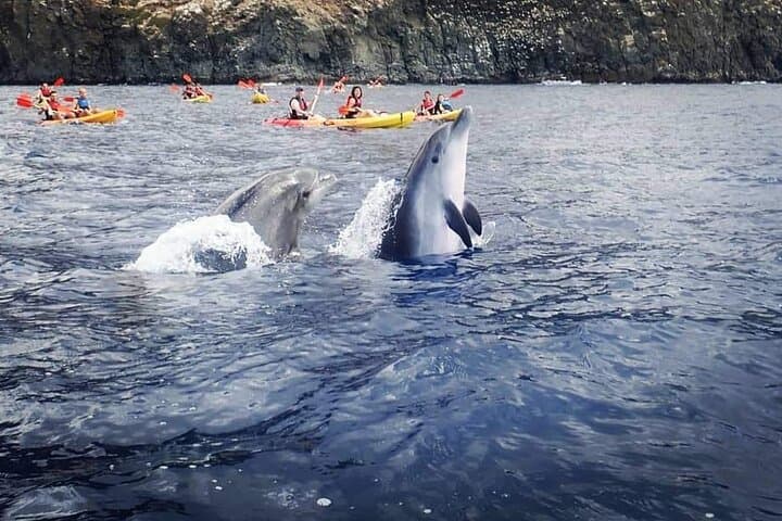 Tenerife Kayak & Snorkel Safari — Paddle to Pal Mar Cave and Spot Dolphins photo 3