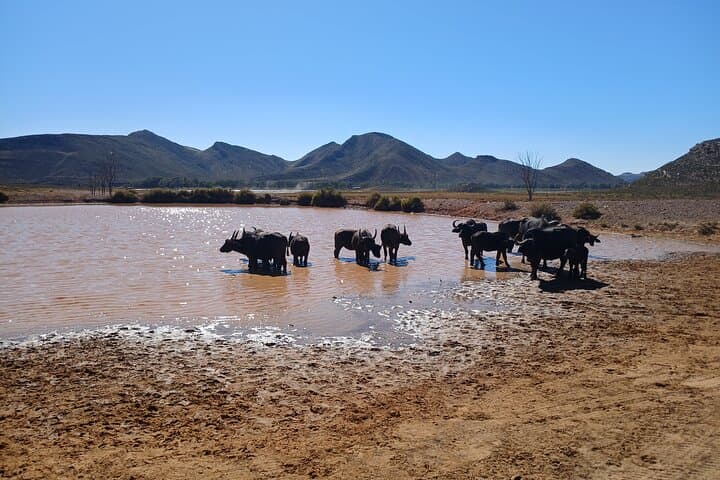 Full-Day Big Five Safari from Cape Town to Aquila Game Reserve photo 2