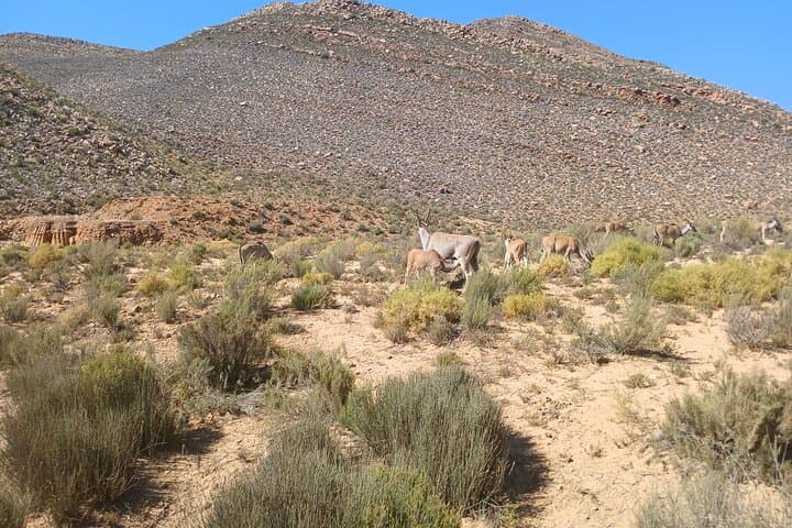 Full-Day Big Five Safari from Cape Town to Aquila Game Reserve photo 6