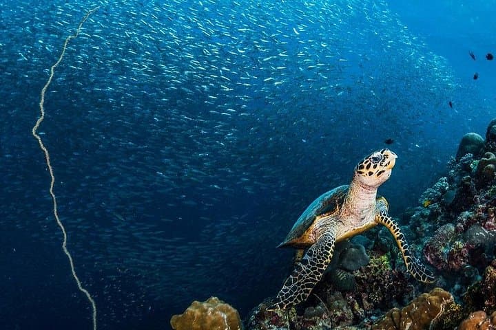 Moalboal Sardine Run & Turtle Snorkel + Kawasan Falls Canyoneering Day Trip
